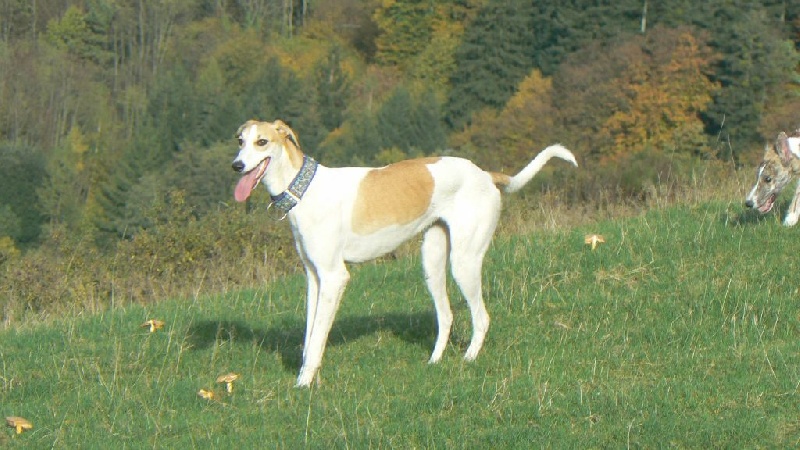 Idole de l'Etoile du Centaure