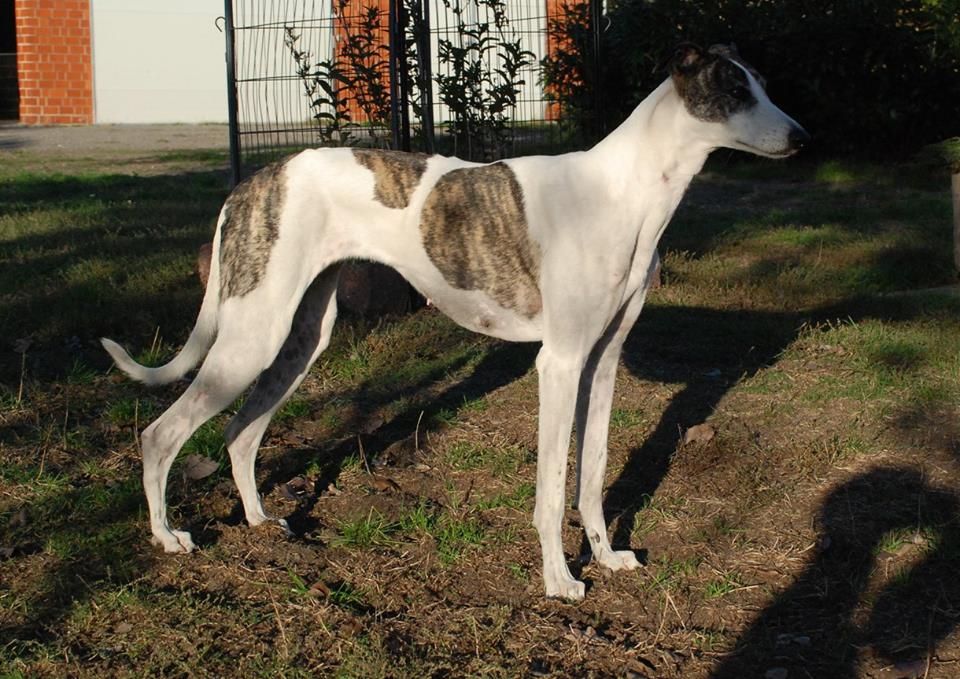 CH. Jannarah de l'Etoile du Centaure